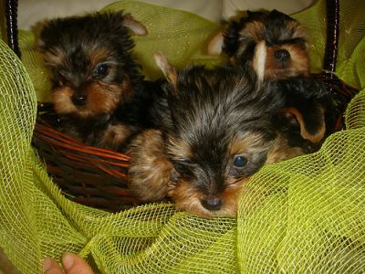 good looking Yorkshire Terrier puppies for sale to u 