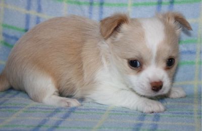 Chihuahua Puppies For Cute Homes