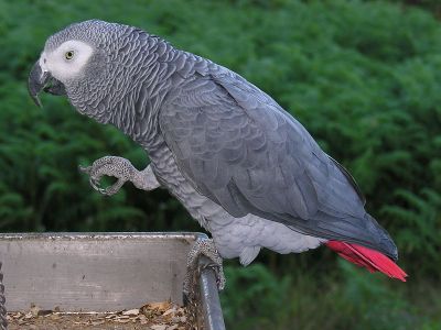 lovely  African  Grey   parrots  looking for a loving and caring home with 
