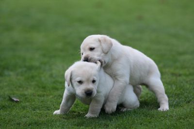 Healthy Happy labrador retriever Puppies