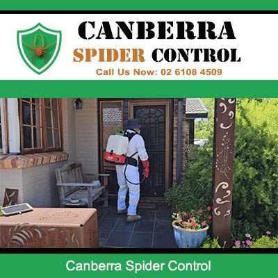 Canberra Spider Control