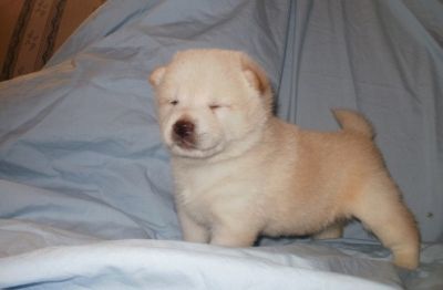 Adorable Shiba Inu Puppies For Sale 