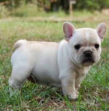 Very Precious French Bulldog Puppies.