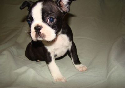 sweet Boston Terrier puppies for affectionate homes that love pet