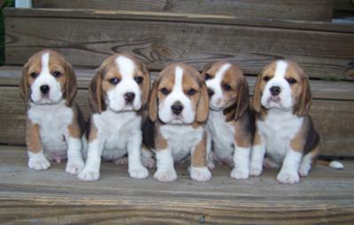 Beagle Puppies for sale