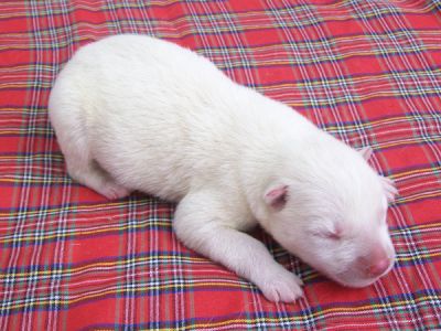 Siberian Husky Puppies