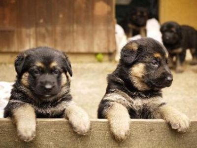German Shepherd Puppies, Both, 0-8