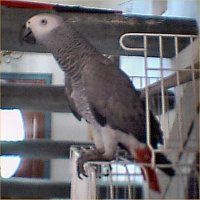 2 talking apir of african grey parrots available