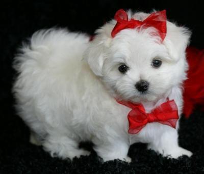 TEACUP MALTESE PUPPIES FOR X-MAS