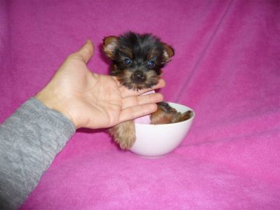 One male and one female Teacup Yorkshire Terrier puppies Available
