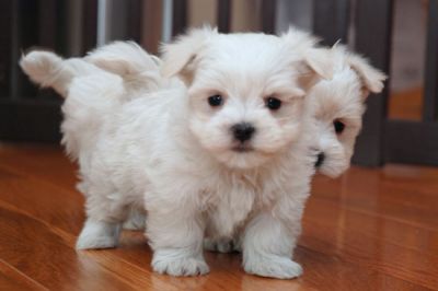 cuddly MALTESE puppies,