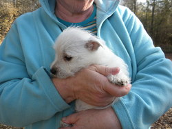 excellent Westie  puppies for rehming ,free