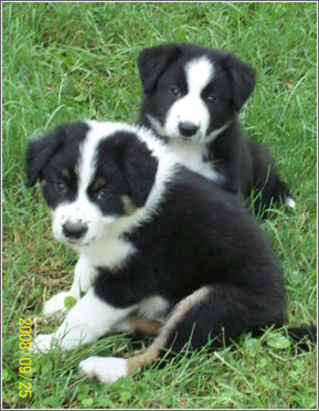 Well Trained  Border Collies Puppies