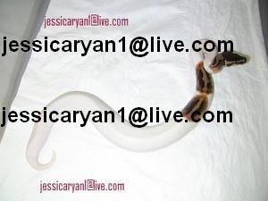 cute and adorable Ball ,Piebald and Albino pythons for adoption