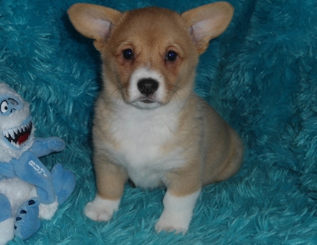 Pembroke Corgi Boys For Sale