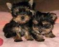 Yorkshire Terrier Puppies For Sale