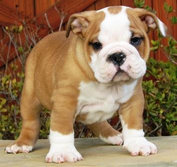 FHDZ English bulldog Puppies For adoption.