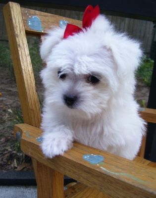 Adorable Maltese Puppies 