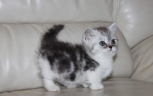 Short Legged Munchkin Kittens Available 