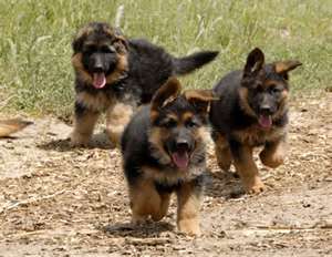 German Shepherd for sale
