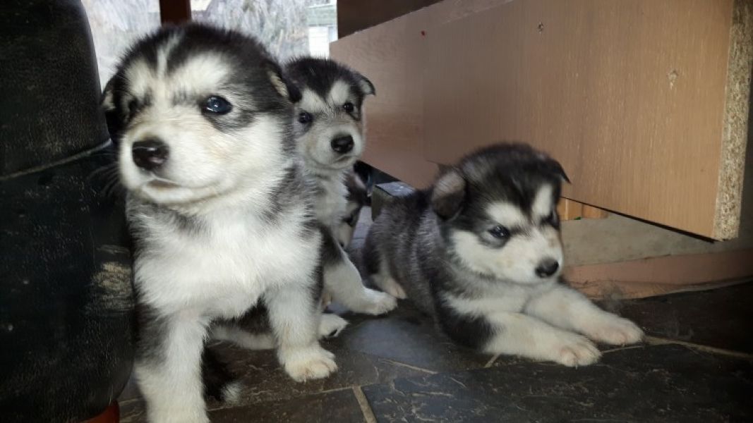 Alaskan Malamute Puppies - Kc Reg
