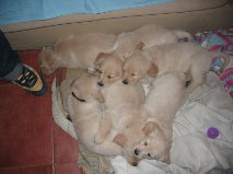 6 Outstanding And Affectionate Golden Retriever Puppies For Adoption
