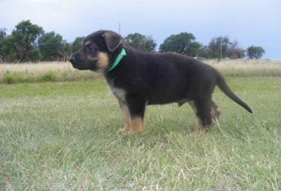 Cute Male and Female German Shepherd Puppies
