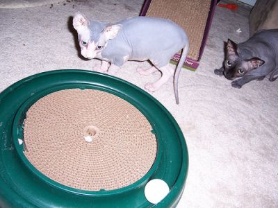Marvelous Male and Female Sphynx Kittens