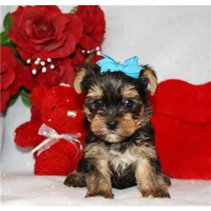 Teacup yorkie puppies Available Now for loving homes.