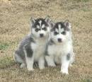 Adorable baby pair of  huskies   Looking For A lovely and Caring Home