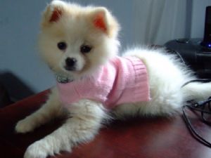 Mini american eskimo puppies for sale