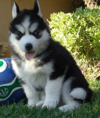 Siberian husky puppies 