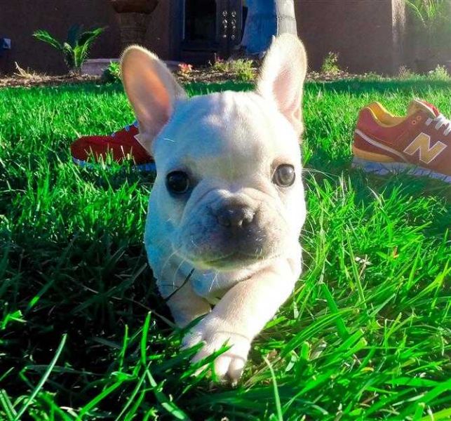 Great Small French Bulldog Puppies Available