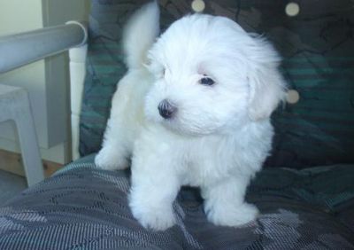 Maltese Puppies For Sale