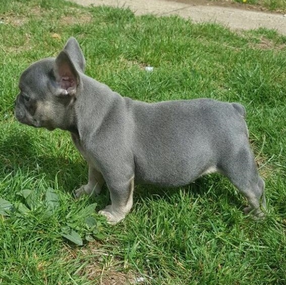 French Bulldog Puppies.