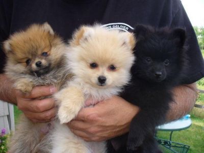 Tiny Micro Teacup Pomeranian Puppies Available Now!