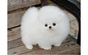 Tiny Pomeranian Puppies For new homes