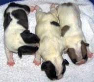 Gorgeous quality French bulldog litters for new homes.