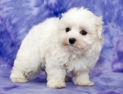 Adorable Maltese Puppies For Homes