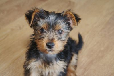 11 weeks old well trained and healthy yorkie male and female puppies,