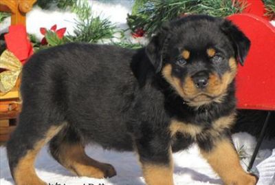 Incredible German Rottweiler Puppies!