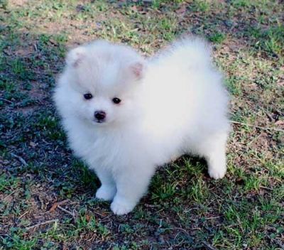 Pomeranian Puppies For Sale