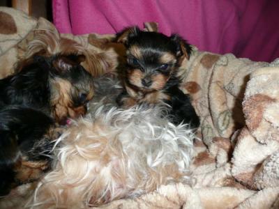 Healthy Tiny Teacup Yorkie Puppies For Free Adoption