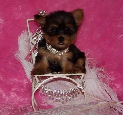 Smart & Brilliant Tea Cup Yorkie Male And Female ...