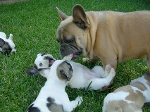 Two male and female French bulldog puppies.