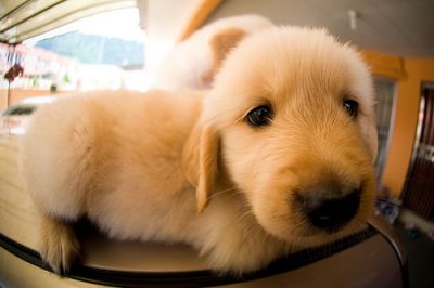 Golden retriever Puppies For Free Adoption