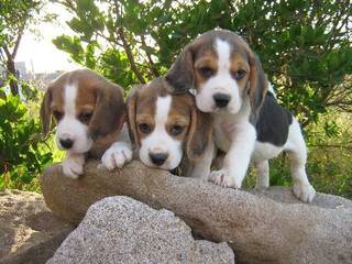 Hybrid beagle puppies