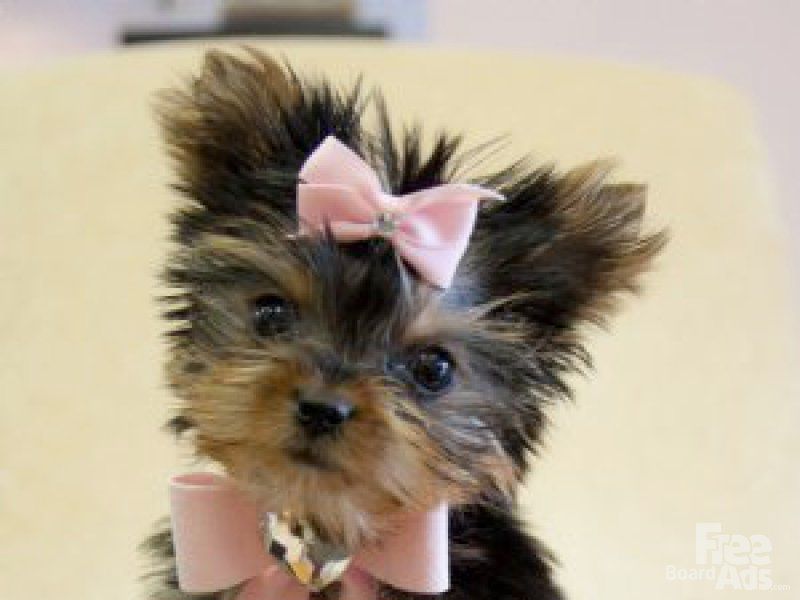 Yorkies puppies for free adoption