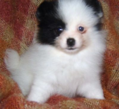 Pomeranian Puppies For Sale