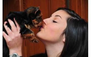 Yorkshire Terrier puppies available now. for you 